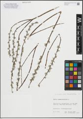Foto von Salix repens subsp. rosmarinifolia (L.) Andersson